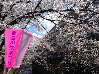 Cherry blossom♡_d0091909_16292149.jpg