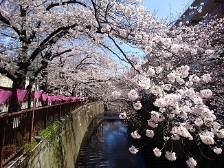 Cherry blossom♡_d0091909_16292164.jpg