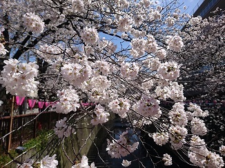 Cherry blossom♡_d0091909_16292208.jpg