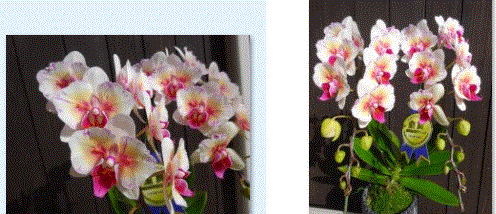 f0231709_11553575.gif