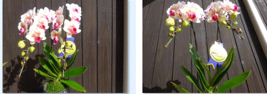 f0231709_11555668.gif