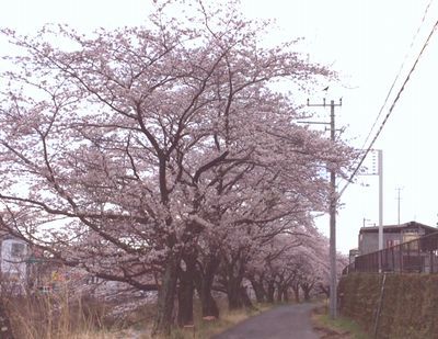 そろそろ花見酒?_e0234016_20013610.jpg