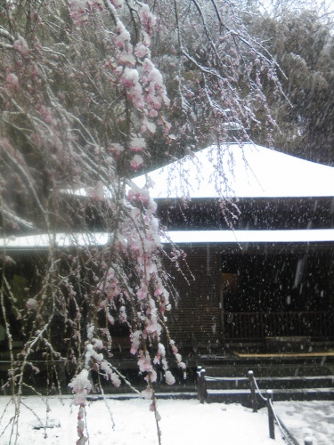 ３月の雪。　雪が降っていると必ず思い出す映画の一シーン。シェルブールの雨傘。_b0285619_16475780.jpg