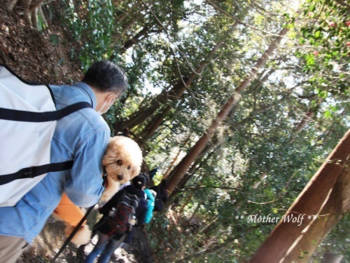 第24回マザーウルフ遠足 鎌倉天園レポート_e0191026_17543295.jpg