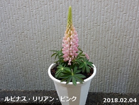 ルピナス二番花の蕾 自然とともに生きる ルピナス二番花の蕾 自然とともに生きる