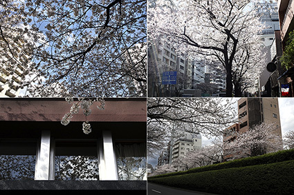 広尾、明治通り沿いの桜2018_f0165332_20195345.jpg