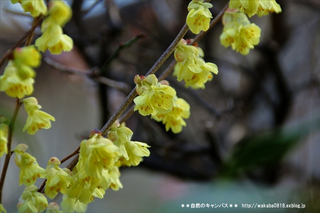 上を向いても下を見ても花盛りの散歩道！！！_e0052135_18594401.jpg