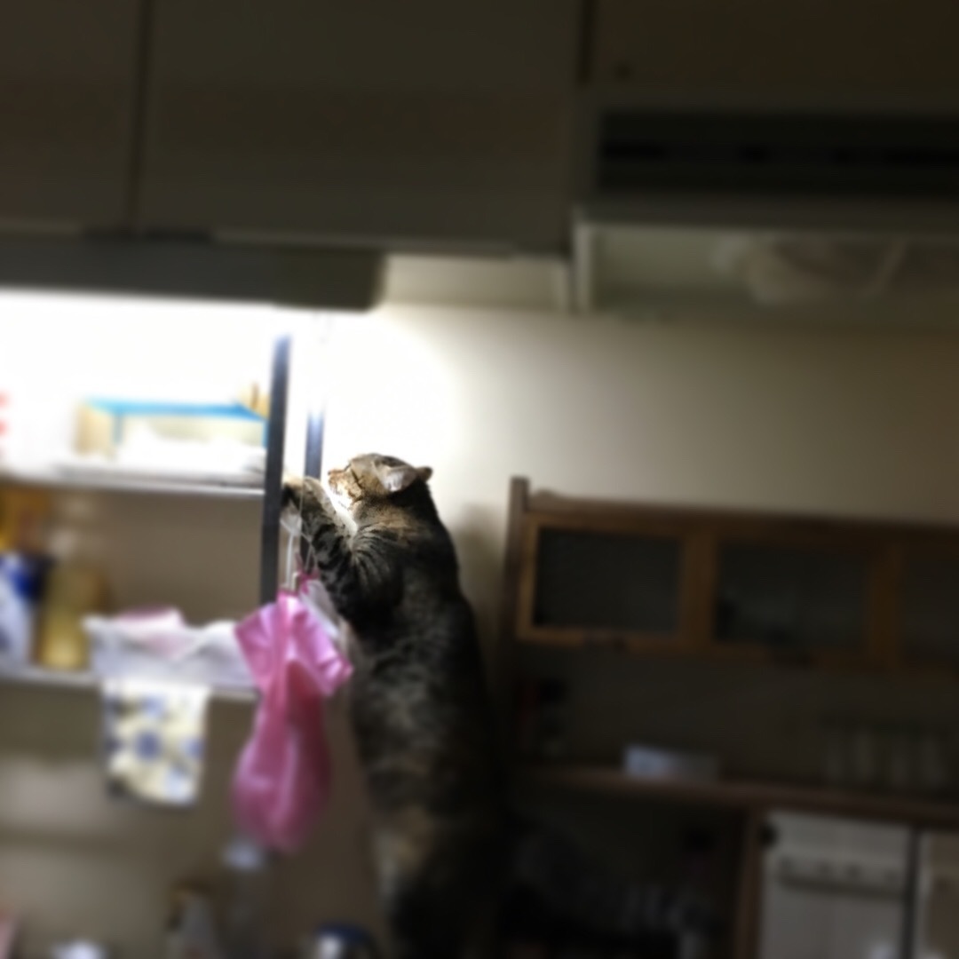f0372445_14231453.jpeg