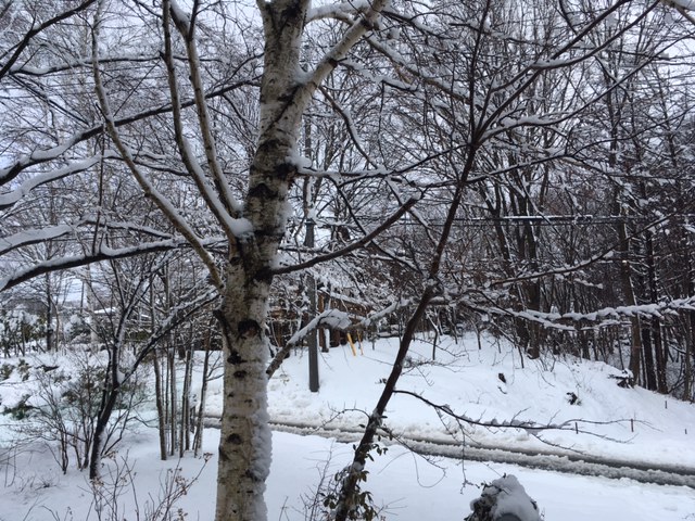 春の雪は重い!_f0019247_016771.jpg
