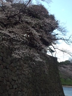 九段の桜_f0112873_23584741.jpg