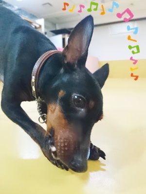 お泊りわんこ!_f0357682_12133555.jpg