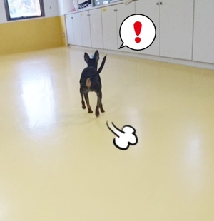 お泊りわんこ!_f0357682_12134227.jpg