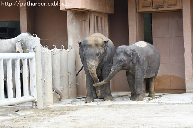 ２０１８年２月　東山動物園　その２_a0052986_7511223.jpg