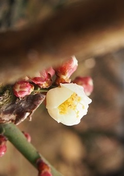 20180323かめだの梅。_a0045293_14414447.jpg