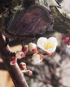 20180323かめだの梅。_a0045293_14420392.jpg