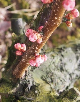 20180323かめだの梅。_a0045293_14423547.jpg