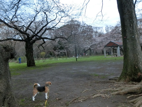 a0319693_9151579.jpg