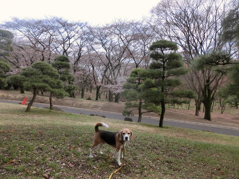 a0319693_985182.jpg