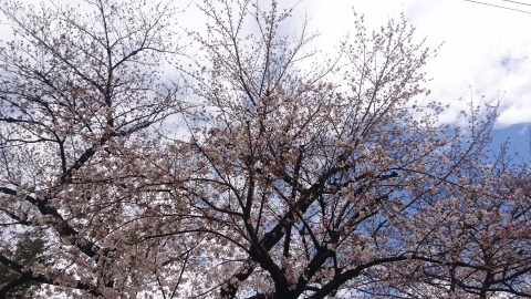 桜が咲き始めましたねぇ✨_c0342396_13170990.jpg