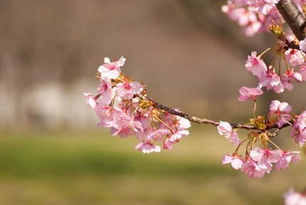 桜咲く_d0365597_17473053.jpg