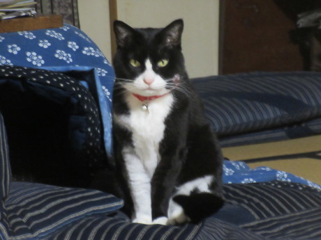 あたしがピースです おしゃべりねこ あたしがピースです おしゃべりねこ