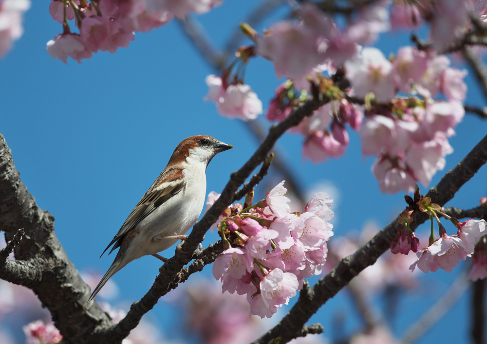 桜にニュウナイスズメ_f0231403_17260338.jpg