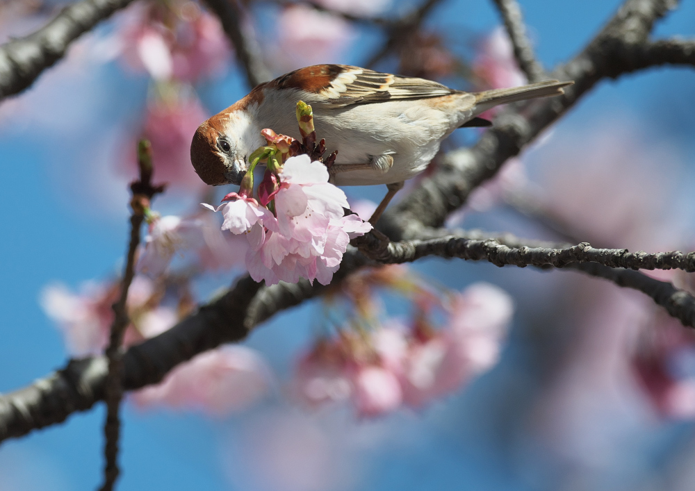 桜にニュウナイスズメ_f0231403_17260650.jpg