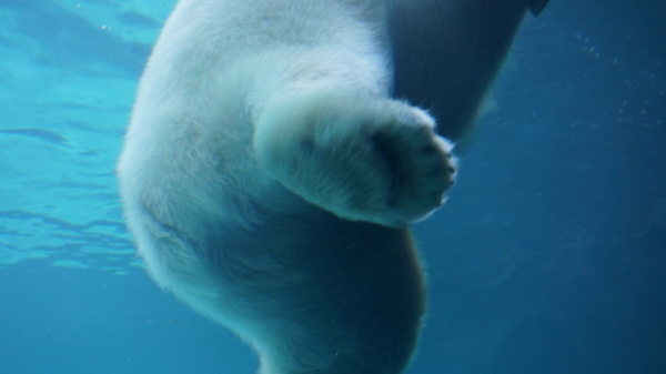 白くま君が水中トンネルで戯れるのを覗いてきた春分の日　円山動物園にて_e0265618_10090442.jpg