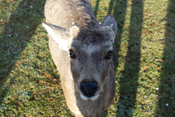 奈良公園で鹿を見た（2018春）_e0192725_21282274.jpg