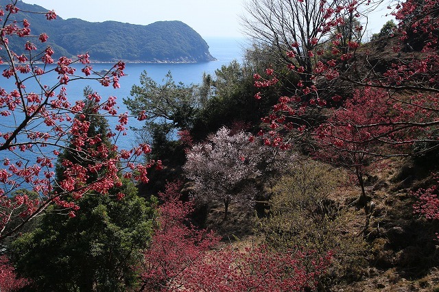 満開の寒緋桜（鬼ヶ城）（その2）（撮影：3月14日）_e0321325_19412641.jpg