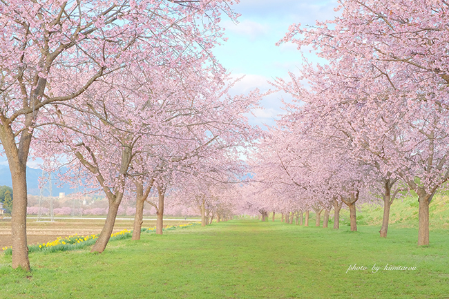 北浅羽の安行寒桜_b0280329_20083396.jpg