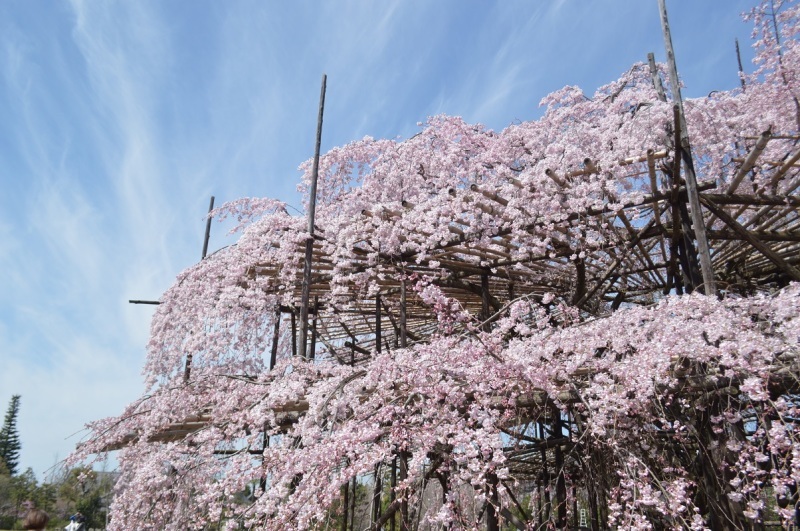 天理の桜_b0369329_22244628.jpg