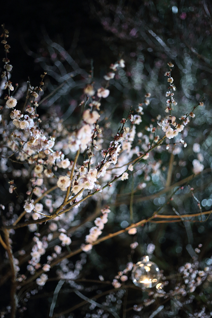 北野天満宮 梅苑ライトアップ（後編） _b0169330_882744.jpg