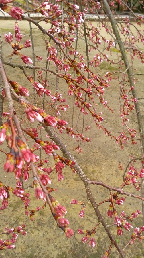 b0164533_21405991.jpg