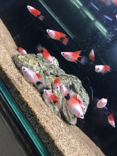 f0304633_20450540.jpeg