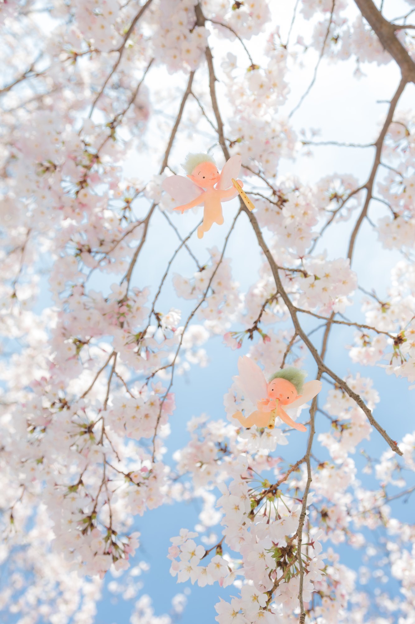 桜の妖精たち : 図工舎 zukosya blog