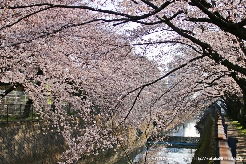 桜の季節がやってきました(^^♪_e0052135_15383151.jpg