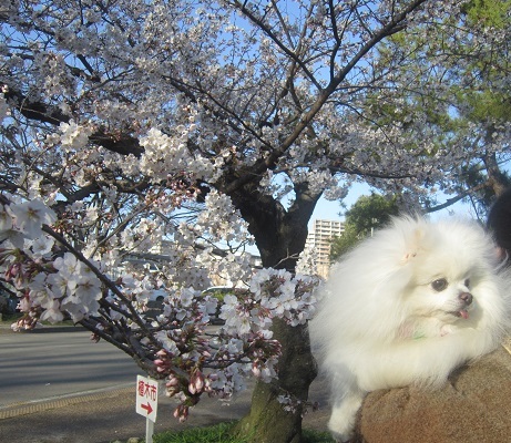 これな~に?_b0177436_18452670.jpg