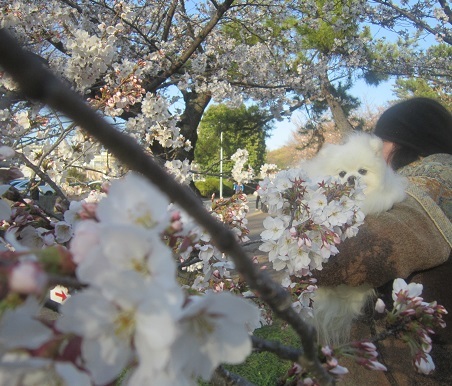 これな~に?_b0177436_18454408.jpg