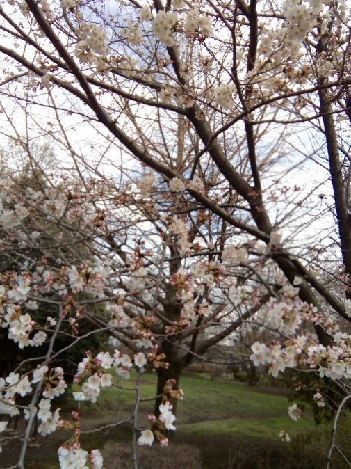 f0130642_15583796.jpeg