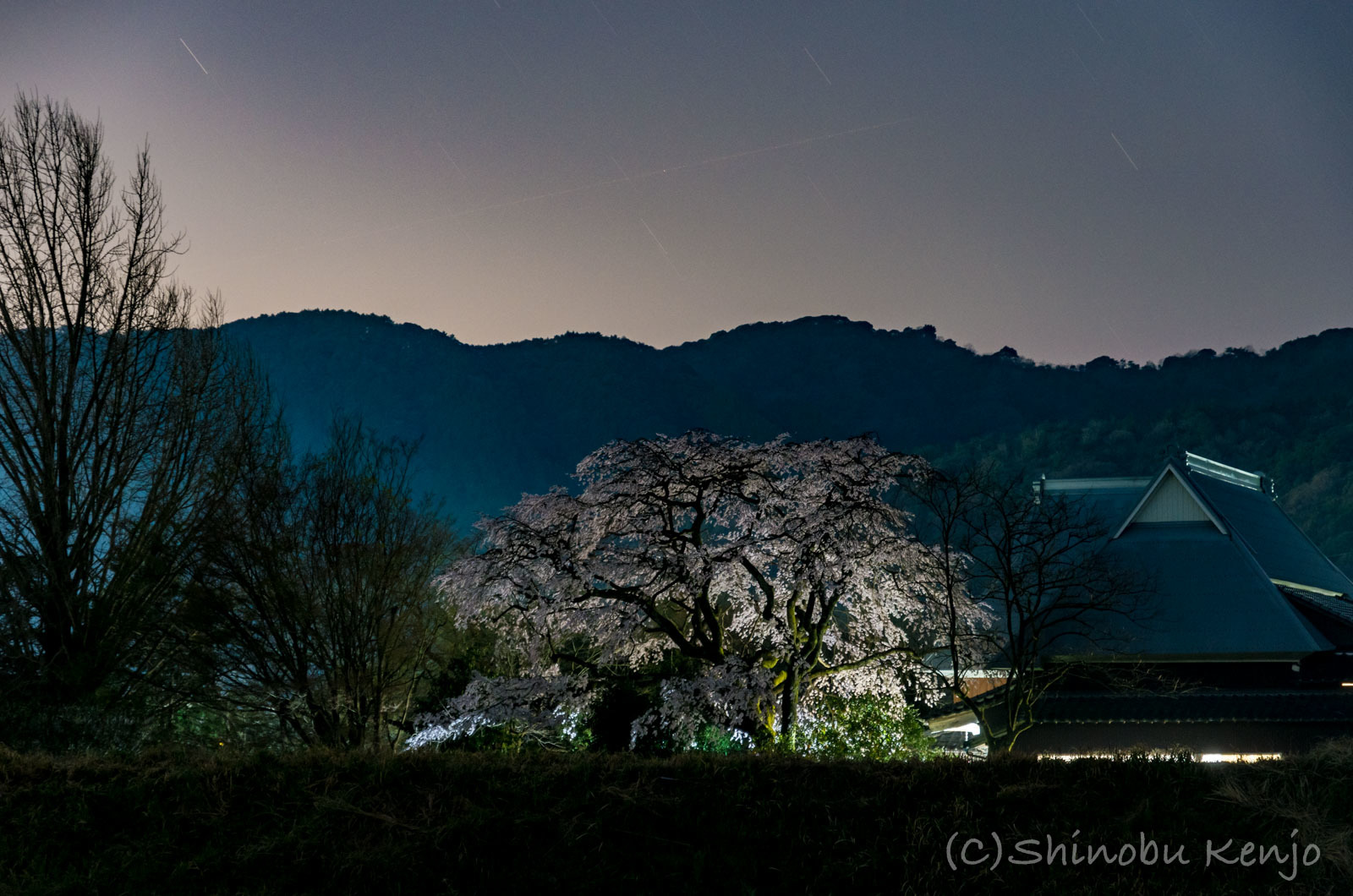 桜旅　宝珠寺の姫枝垂れ桜_a0323543_13094697.jpg