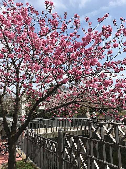 さくら・サクラ・桜－１  2018.3.24_e0043548_16300614.jpg