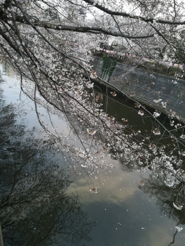 目黒川の桜、25日が見頃_f0073848_21321065.jpg