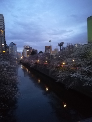 目黒川の桜、25日が見頃_f0073848_21381458.jpg