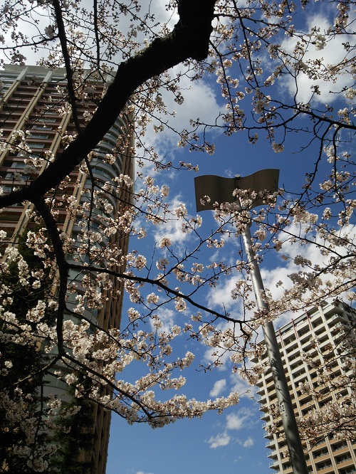 大崎駅前の桜  2018/03/23_e0047657_6365021.jpg