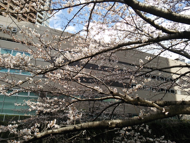 大崎駅前の桜  2018/03/23_e0047657_6375370.jpg