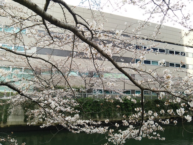 大崎駅前の桜  2018/03/23_e0047657_638981.jpg