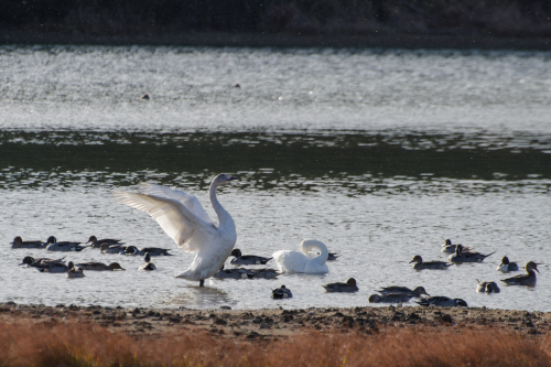 白鳥　2018.1.3_c0326759_21022884.jpg