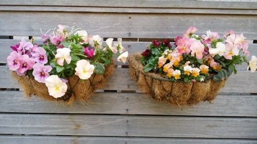 葉山 鎌倉 ファッションウオッチ てんねん生活 ａｒａｋｏｋｉ