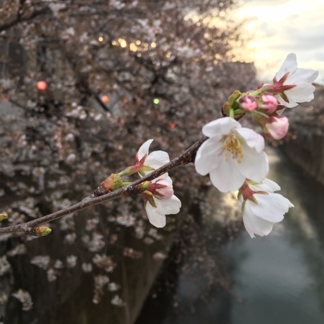 Cherry-blossom viewing その１　夕暮れ前に_a0165160_17222280.jpg